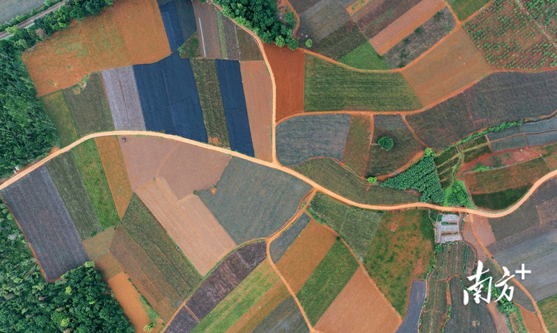 湛江徐闻曲界镇的“菠萝的海”,因色彩斑斓被人称为“大地的调色盘”。 湛江徐闻曲界镇的“菠萝的海”,因色彩斑斓被人称为“大地的调色盘”。