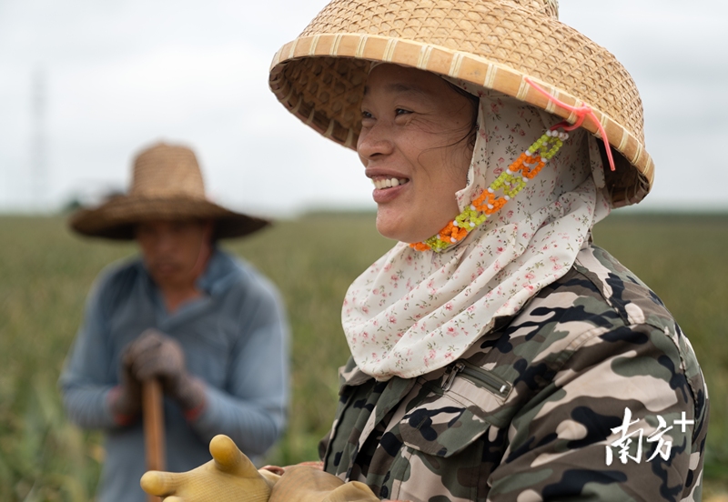 在“菠萝的海”,工人们正忙碌地将菠萝装上货车。 在“菠萝的海”,工人们正忙碌地将菠萝装上货车。