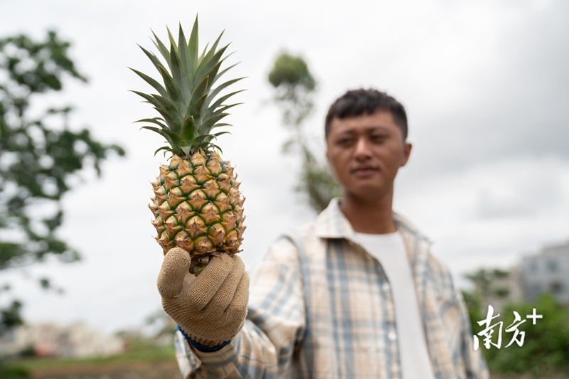 返乡务农的青年陈勋涛刚摘下一颗自家的凤梨。 返乡务农的青年陈勋涛刚摘下一颗自家的凤梨。