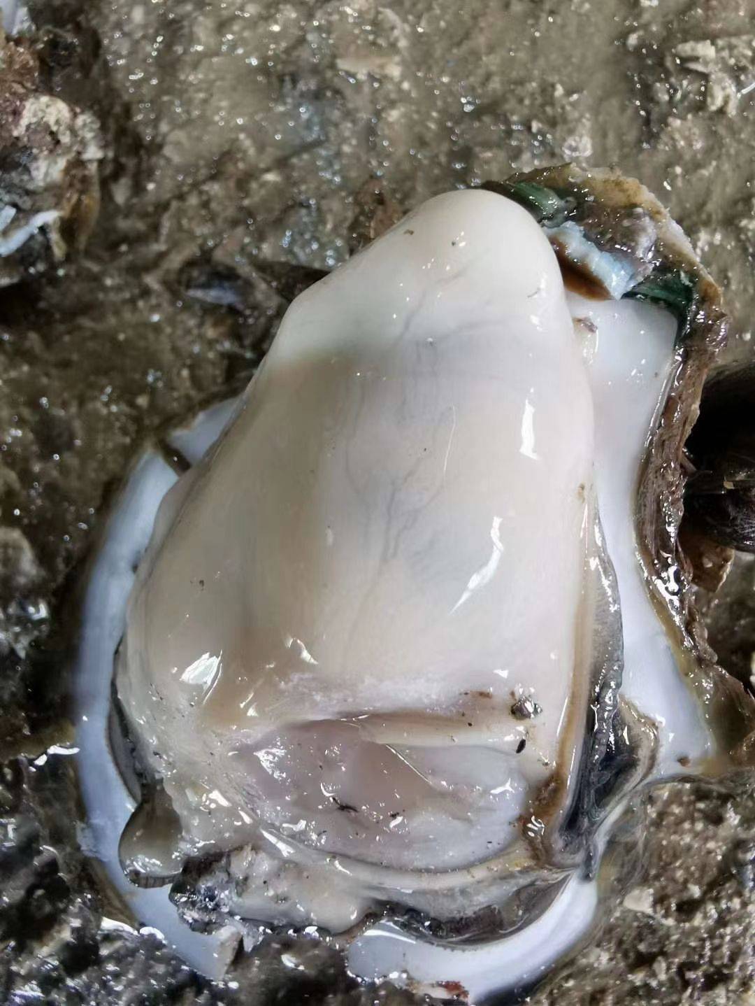 生蚝 湛江3/4斤 场地直供 全国发货 支持线上交易