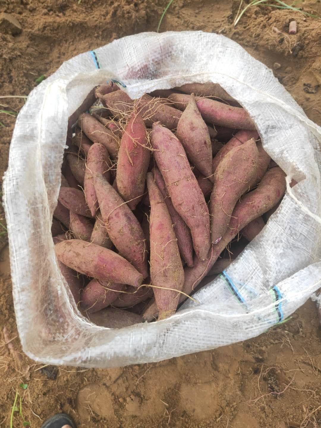 紫罗兰紫薯 紫薯 现挖货!
