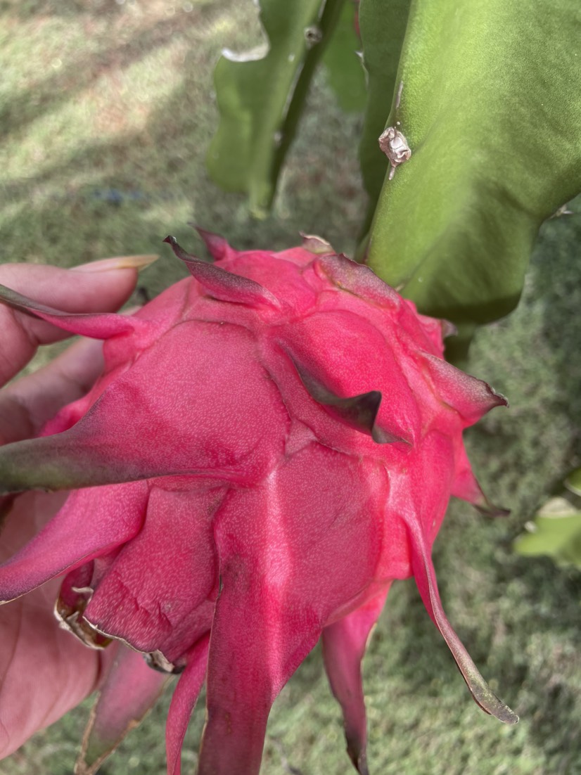 （湛江）红心火龙果，果肉清甜果皮红润，产地直销价格优惠。