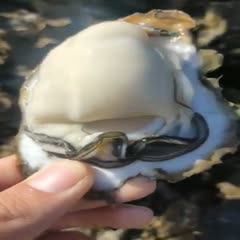 生蚝 湛江3/4斤 场地直供 全国发货 支持线上交易