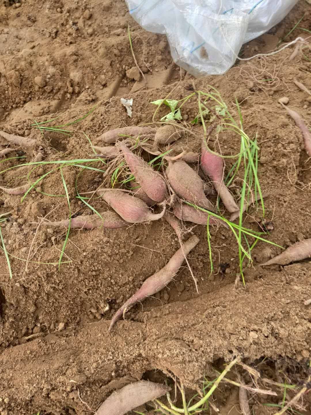 紫罗兰紫薯 紫薯 现挖货!