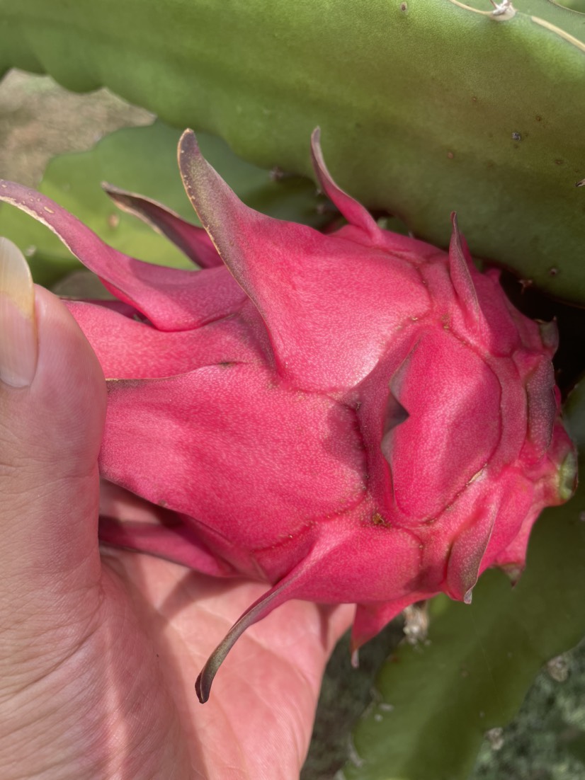 （湛江）红心火龙果，果肉清甜果皮红润，产地直销价格优惠。