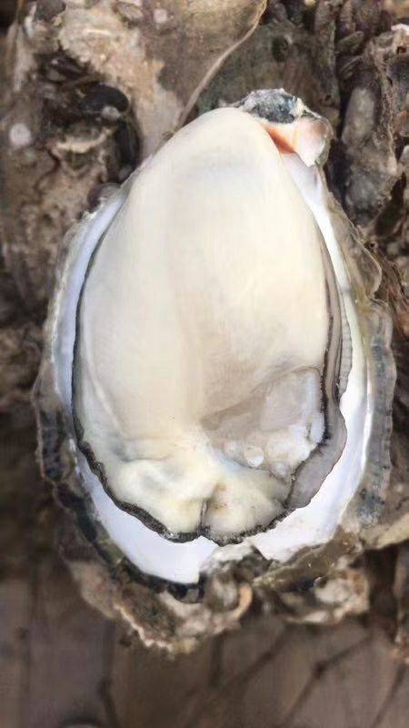 生蚝 湛江3/4斤 场地直供 全国发货 支持线上交易