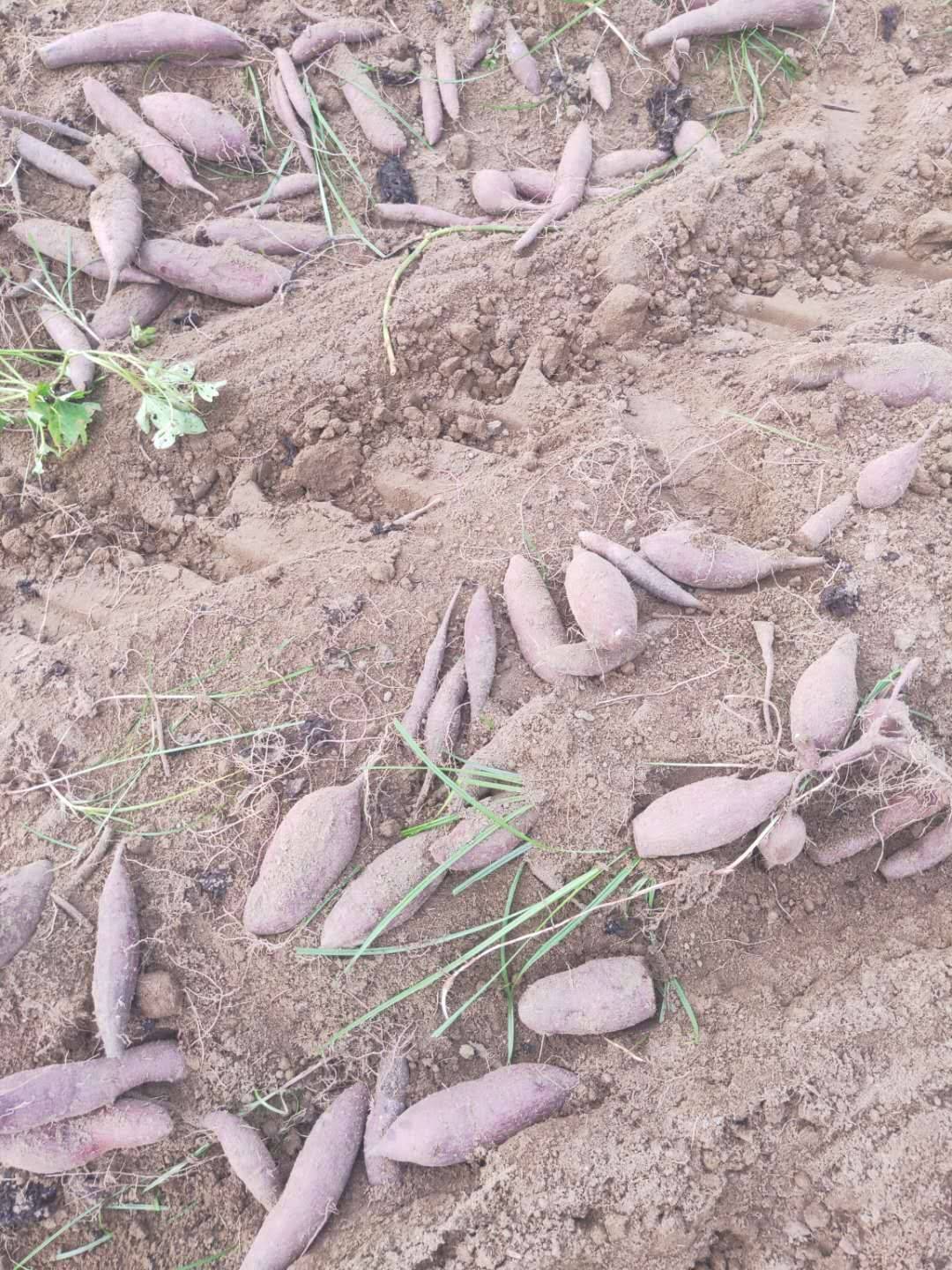 紫罗兰紫薯 紫薯 现挖货!