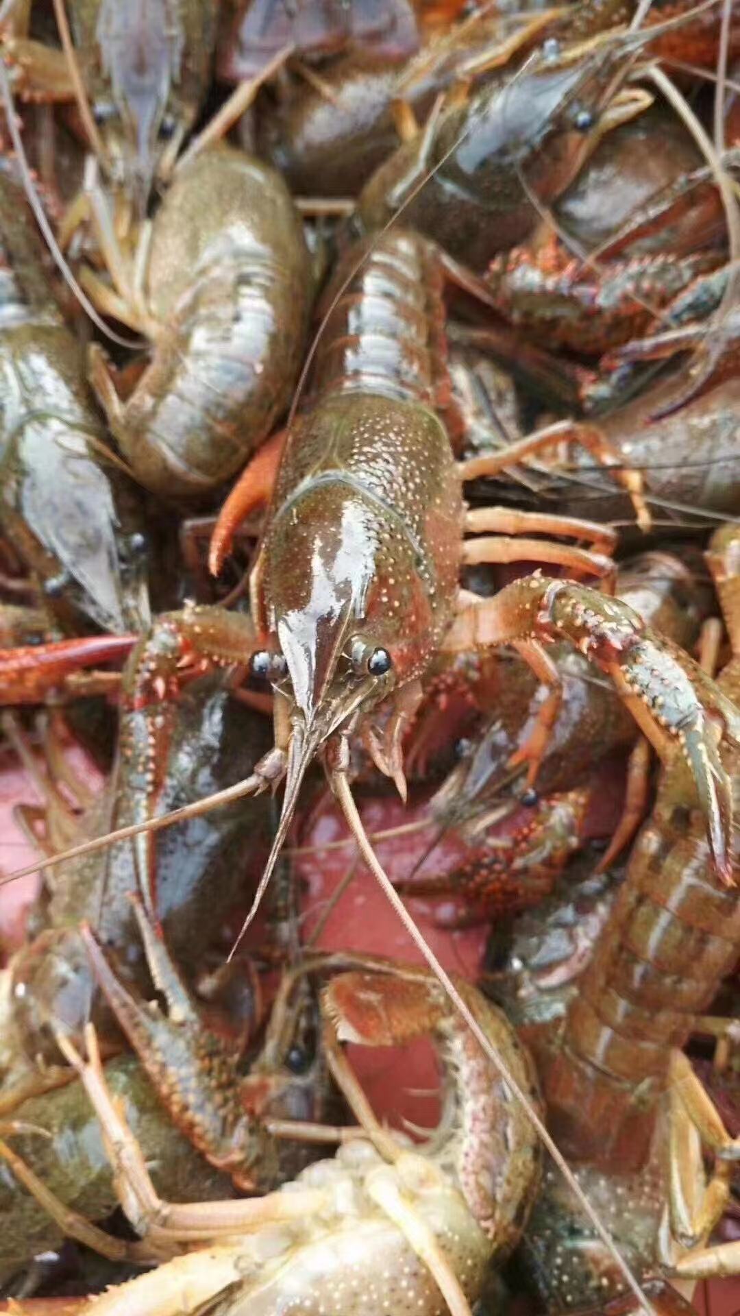 小龙虾 小青，中青，大青，炮头大量采购